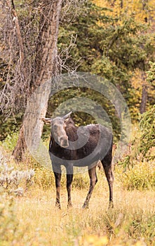 Cow Moose in Meadow Fall