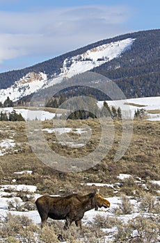 Cow moose in meadow