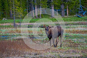 Cow moose munching on willows in Yellowstone National Park, Wyoming