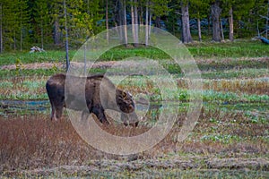 Cow moose munching on willows in Yellowstone National Park, Wyoming