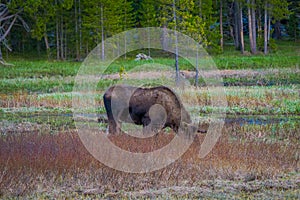 Cow moose munching on willows in Yellowstone National Park, Wyoming