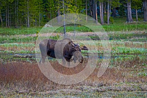 Cow moose munching on willows in Yellowstone National Park, Wyoming