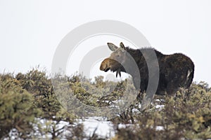 Cow moose in sagebrush meadow photo