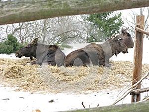 Cow moose at Skansen, Stockholm, Sweden