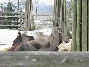 Cow moose at Skansen, Stockholm, Sweden