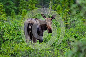 A cow moose standing in the grass and looking to the camera in Denali National Park and Preserve, Alaska, United States