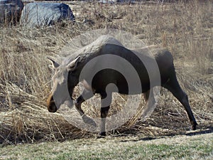 Cow Moose Striding Through Winter Grass