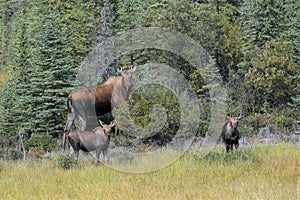 Cow moose with two youngsters in the wilderness of Alaska