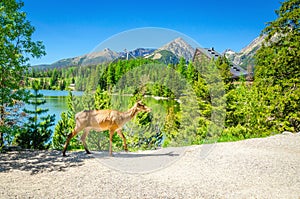 Cow moose walks the path beside a mountain lake