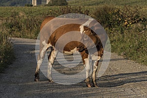 Kráva v ranním slunečném světle nedaleko města Ružomberok