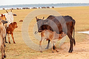 The cow, the mother and the cow are in the middle of the grass field. Calf eating milk