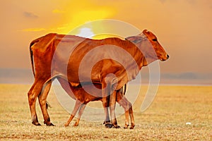 The cow, the mother and the cow are in the middle of the grass field. Calf eating milk