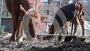 Cow Mother Eating next to Her Calf Standing on a Pallet, Sunny Autumn Day, Slowmo