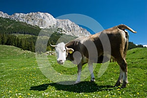 Cow on mountain
