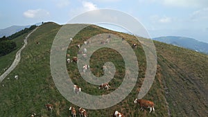 Cow Mountain Aerial View