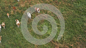 Cow Mountain Aerial View