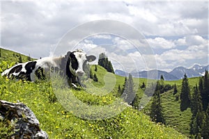 Cow In A Mountain Landscape