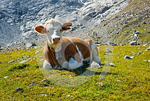 Cow on a mountain meadow