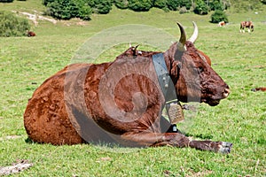 Cow In the mountain meadow,  with cowbell, French Pyrenees, Bearn