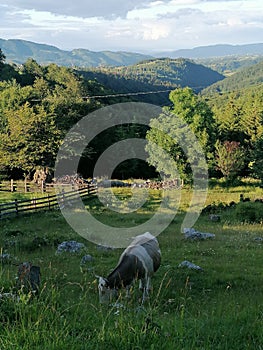 Cow in a mountain meadow at Fundata