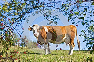 Cow on a mountain meadow at mount Bobija