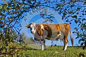 Cow on a mountain meadow at mount Bobija