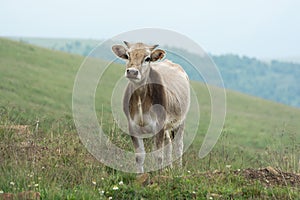 Cow On A Mountain Pasture