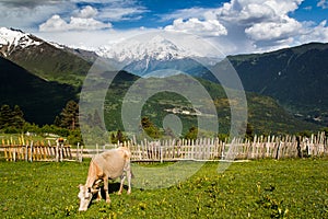 Cow on mountain pasture