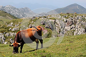 Cow on mountain pasture