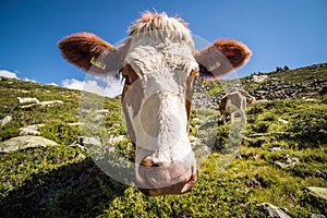 Cow in mountain pasture in Alps mountains