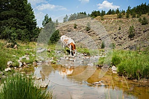 Cow on mountain pasture grazing the grass near mountain stream