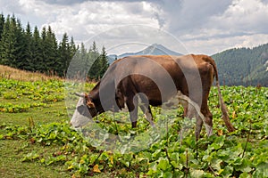 Cow on mountain pasture at summer suny day. Splendid summer view of mountains. Amazing summer scene of Carpathian mountains,