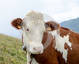 Cow in the mountain pastures
