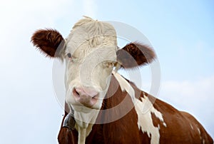 Cow in the mountain pastures