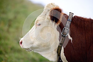 Cow in the mountain pastures