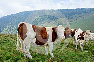 Cow in the mountain pastures