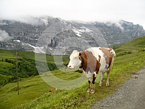 Cow in mountains