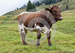 Cow in mountains Austria
