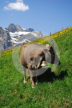 Una vaca en montanas 