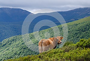 Cow in the mountains with beautiful views loking at the camera