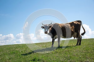 Cow in the mountains