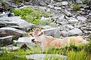 Cow on mountains pasture