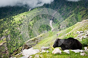 Cow on mountains pasture