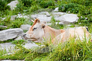 Cow on mountains pasture