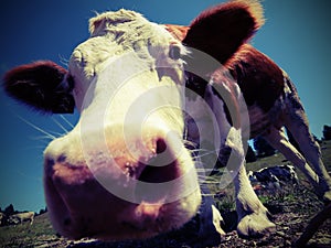 Cow in the mountains photographed with fisheye lens