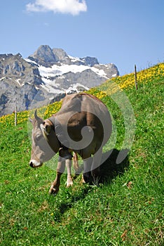Una vaca en montanas en durante puede 