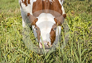 Cow with mouth open grazing blades of grass,  stooping in a green pasture