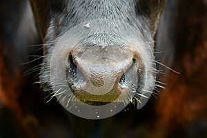 Cow muzzle close up - nosy cow portrait