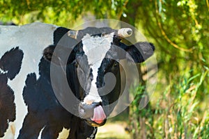 Cow muzzle close up portrait