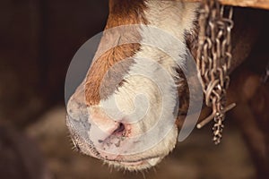 Cow muzzle visible from the stable